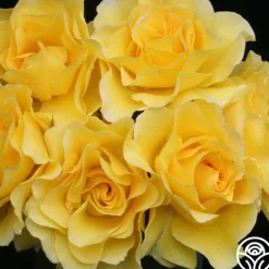 Heirloom Roses Sparkle & Shine™ New