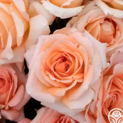 Heirloom Roses Special Occasion Best