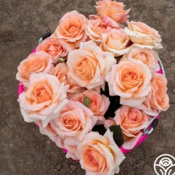 Heirloom Roses Special Occasion Best