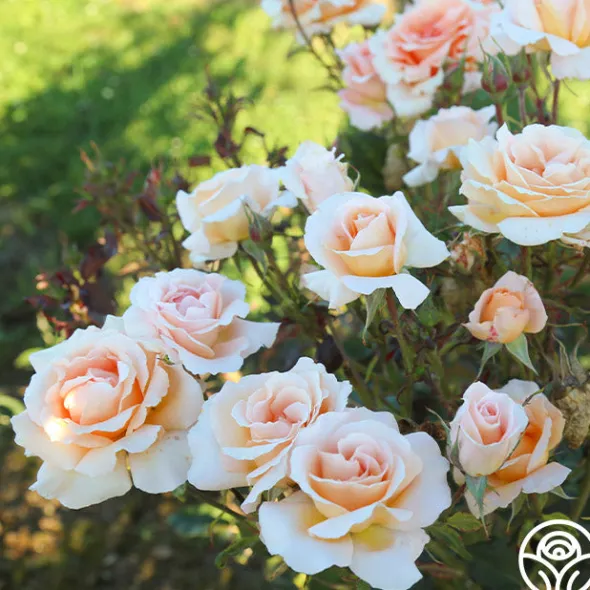 Heirloom Roses Special Occasion Best