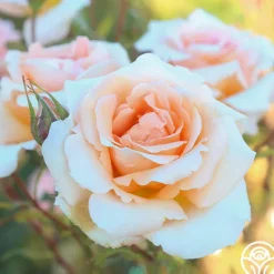 Heirloom Roses Special Occasion Best