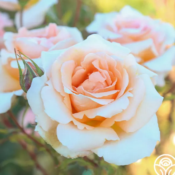 Heirloom Roses Special Occasion Best