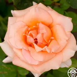 Heirloom Roses Special Occasion Best