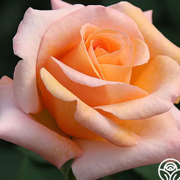 Heirloom Roses Special Occasion Best