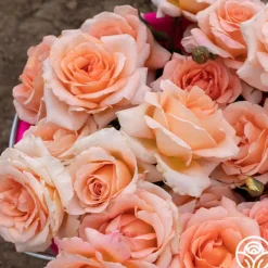 Heirloom Roses Special Occasion Best