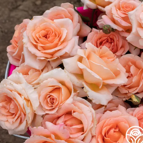 Heirloom Roses Special Occasion Best