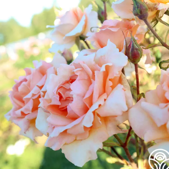 Heirloom Roses Special Occasion Best