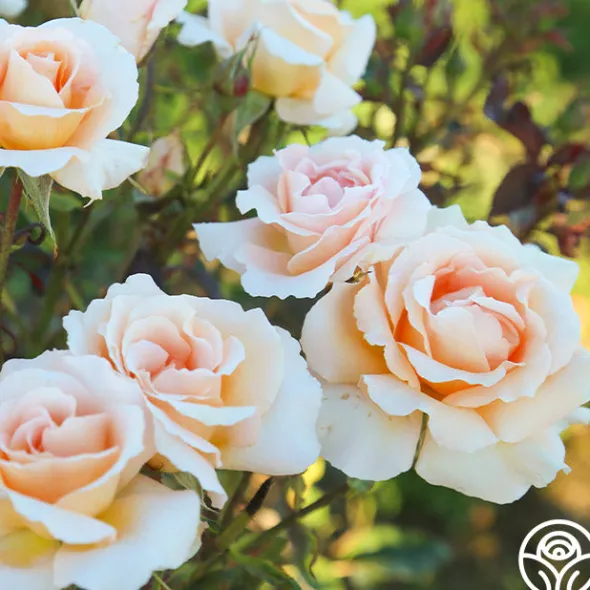 Heirloom Roses Special Occasion Best