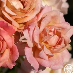 Heirloom Roses Spiced Coffee™ Best