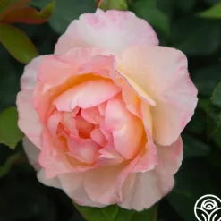 Heirloom Roses Spiced Coffee™ Best