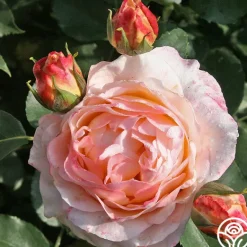 Heirloom Roses Spiced Coffee™ Best