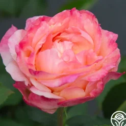 Heirloom Roses Spiced Coffee™ Best