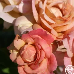 Heirloom Roses Spiced Coffee™ Best