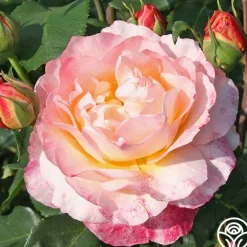 Heirloom Roses Spiced Coffee™ Best