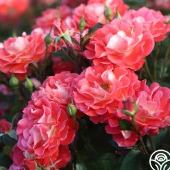 Heirloom Roses Spirit Abundance™ New