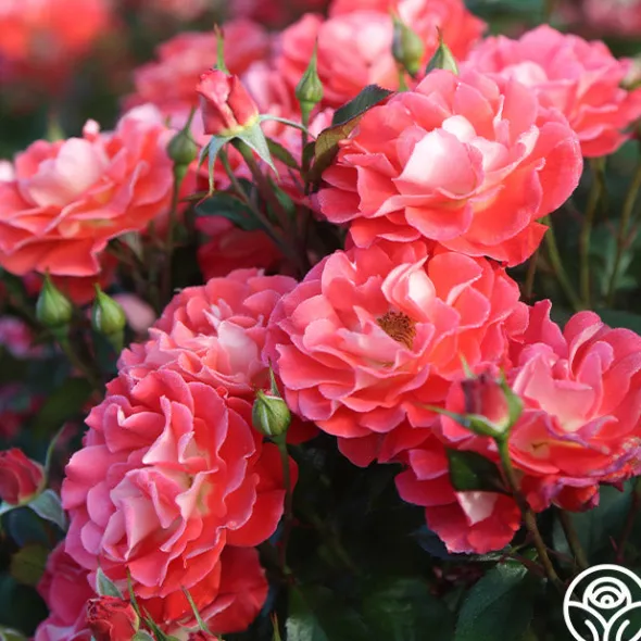 Heirloom Roses Spirit Abundance™ New