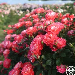 Heirloom Roses Spirit Abundance™ New