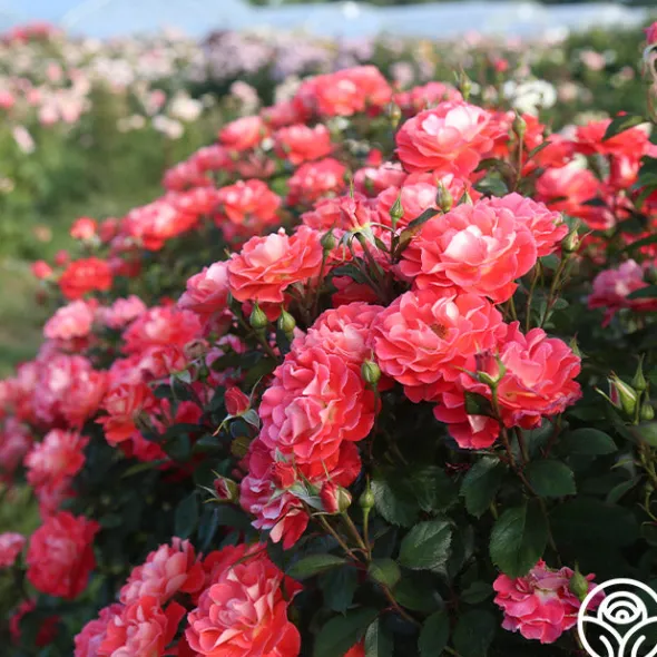 Heirloom Roses Spirit Abundance™ New