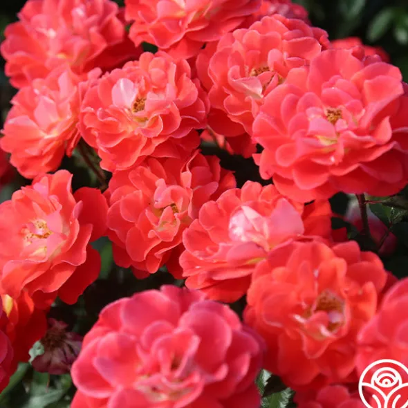 Heirloom Roses Spirit Abundance™ New
