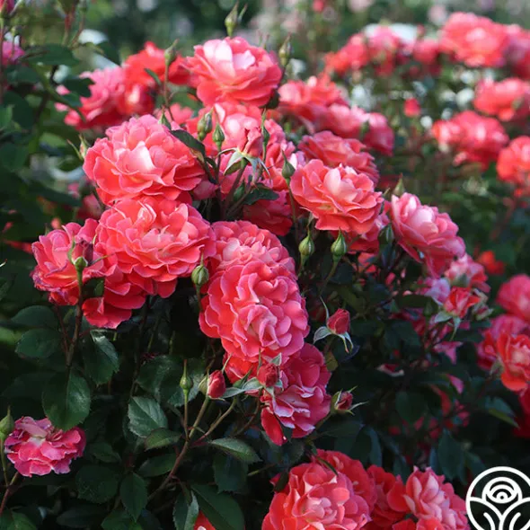Heirloom Roses Spirit Abundance™ New