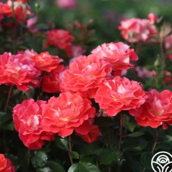Heirloom Roses Spirit Abundance™ New