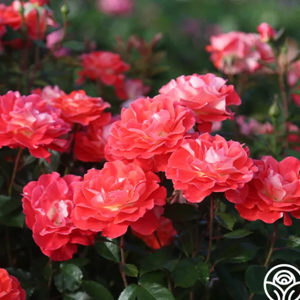 Heirloom Roses Spirit Abundance™ New