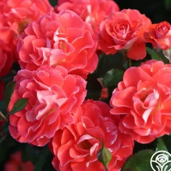 Heirloom Roses Spirit Abundance™ New
