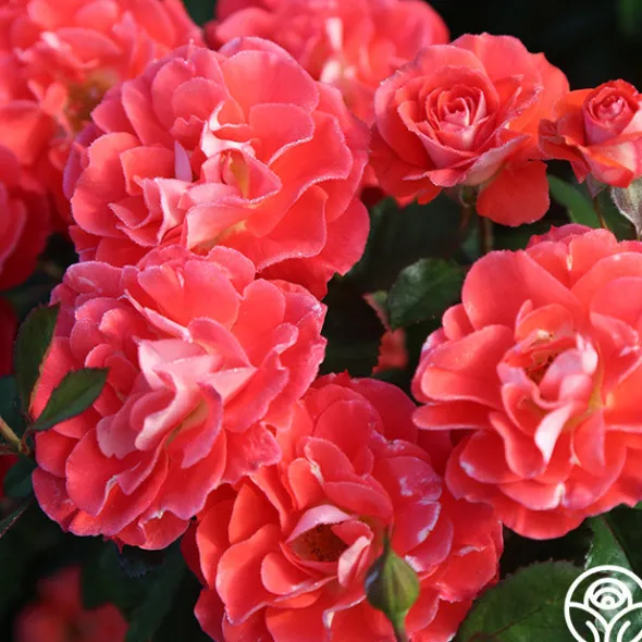 Heirloom Roses Spirit Abundance™ New