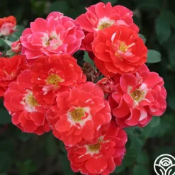 Heirloom Roses Spirit Abundance™ New