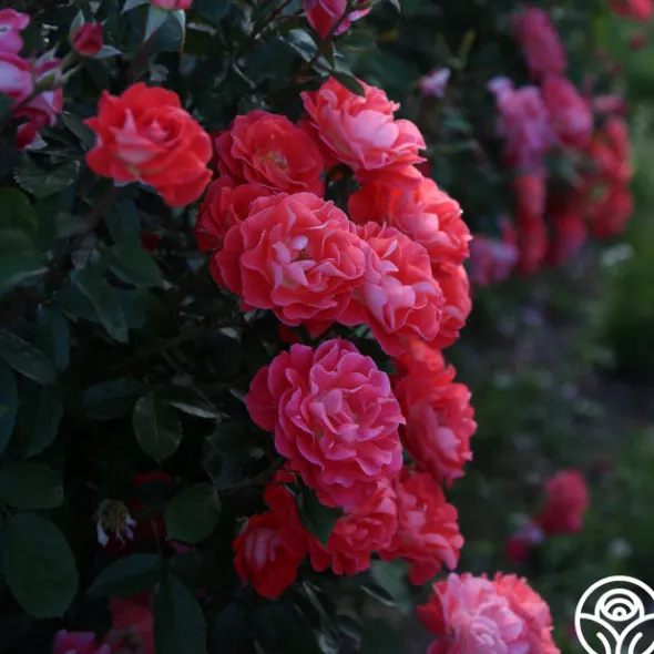 Heirloom Roses Spirit Abundance™ New