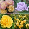Heirloom Roses Spring Color Bouquet Collection