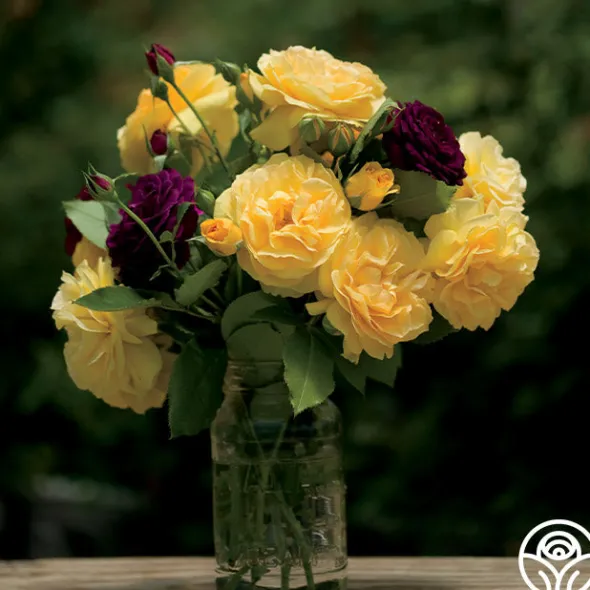 Heirloom Roses Spring Color Bouquet Collection