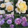 Heirloom Roses Spring Color Bouquet Collection II Best