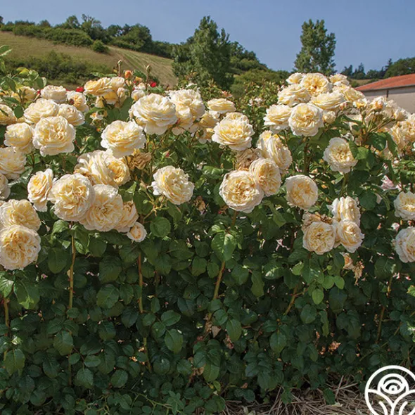 Heirloom Roses Spring Color Bouquet Collection II Best