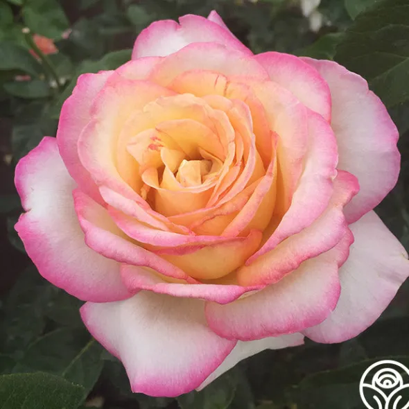 Heirloom Roses Spring Color Bouquet Collection II Best
