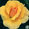 Heirloom Roses St. Christopher™ Outlet