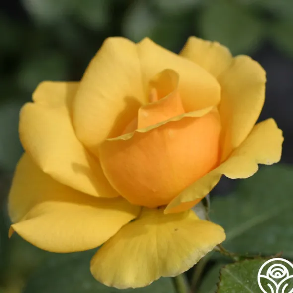 Heirloom Roses St. Christopher™ Outlet