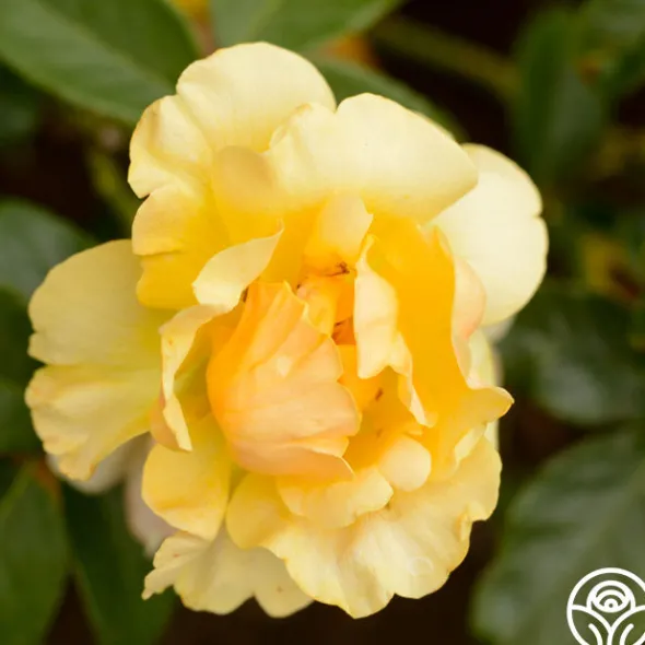 Heirloom Roses St. Christopher™ Outlet