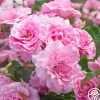 Heirloom Roses St. Elisabeth of Hungary Clearance