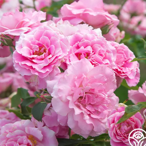 Heirloom Roses St. Elisabeth of Hungary Clearance
