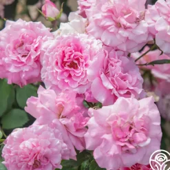 Heirloom Roses St. Elisabeth of Hungary Clearance