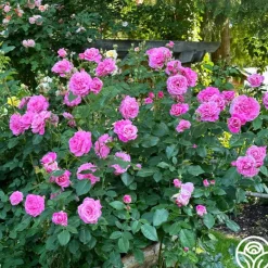 Heirloom Roses St. Elisabeth of Hungary Clearance