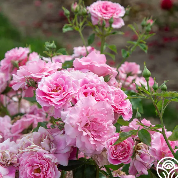 Heirloom Roses St. Elisabeth of Hungary Clearance