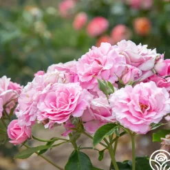 Heirloom Roses St. Elisabeth of Hungary Clearance
