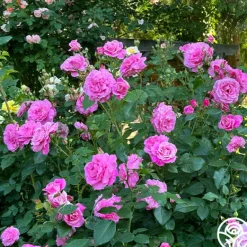 Heirloom Roses St. Elisabeth of Hungary Clearance