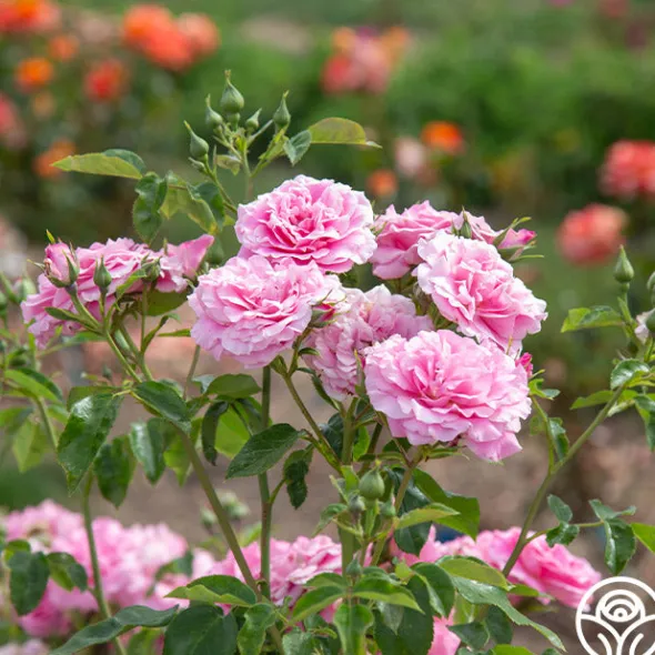 Heirloom Roses St. Elisabeth of Hungary Clearance
