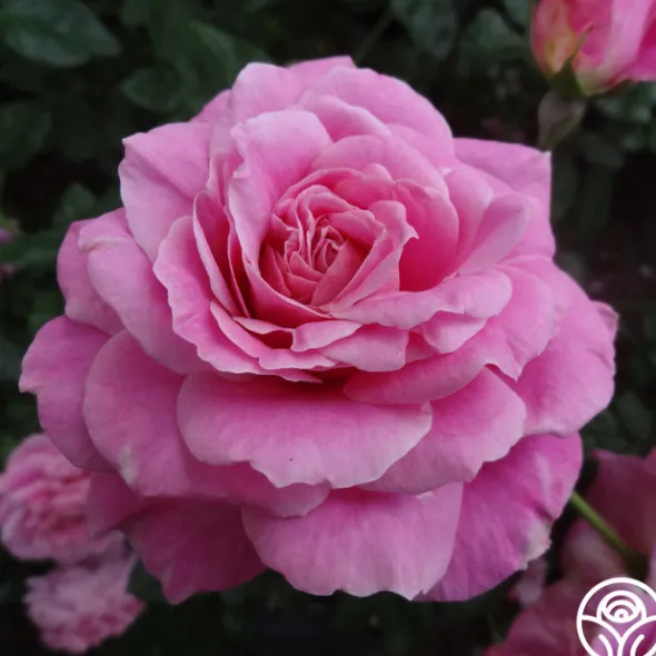 Heirloom Roses St. Elisabeth of Hungary Clearance