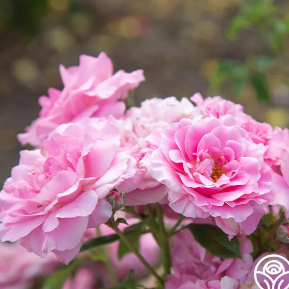 Heirloom Roses St. Elisabeth of Hungary Clearance