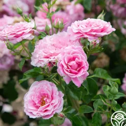 Heirloom Roses St. Elisabeth of Hungary Clearance