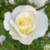 Heirloom Roses St. John™ Clearance